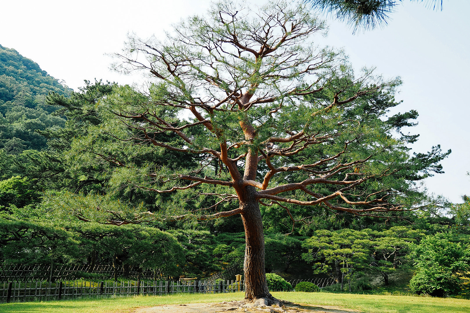 Panasonic Lumix G X Vario 12-35mm F2.8 ASPH Power OIS sample photo. 栗林公园 photography