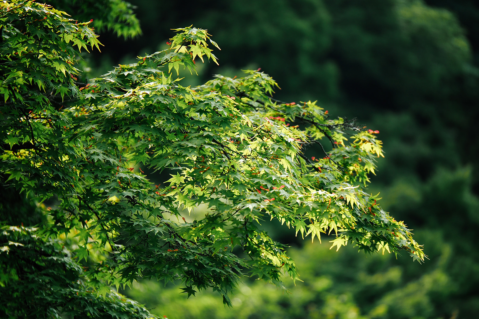 Panasonic Lumix G X Vario 35-100mm F2.8 OIS sample photo. 栗林公园 photography