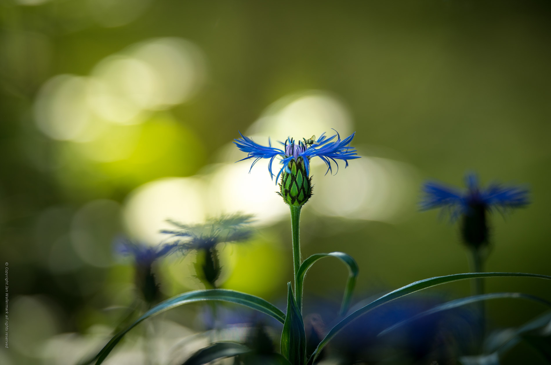 Nikon AF-S Nikkor 400mm F2.8E FL ED VR sample photo. Summer garden photography