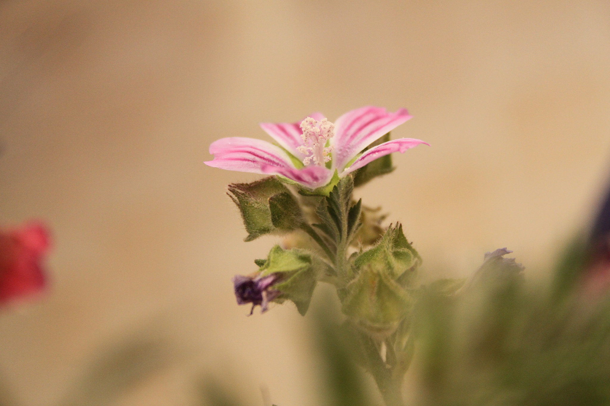 Canon EF-S 18-55mm F3.5-5.6 sample photo