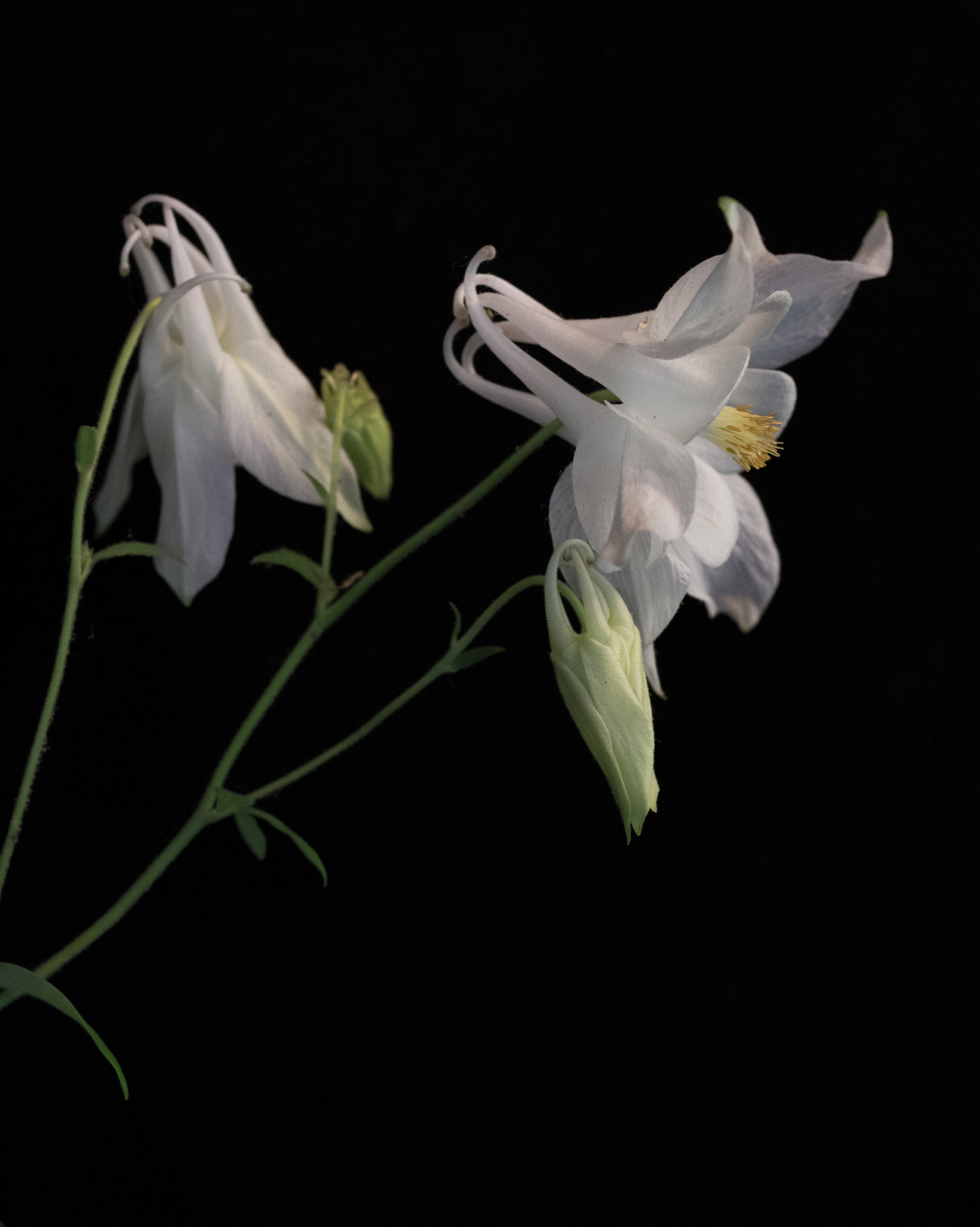 Pentax K-3 + smc PENTAX-FA Macro 50mm F2.8 sample photo. Columbine photography