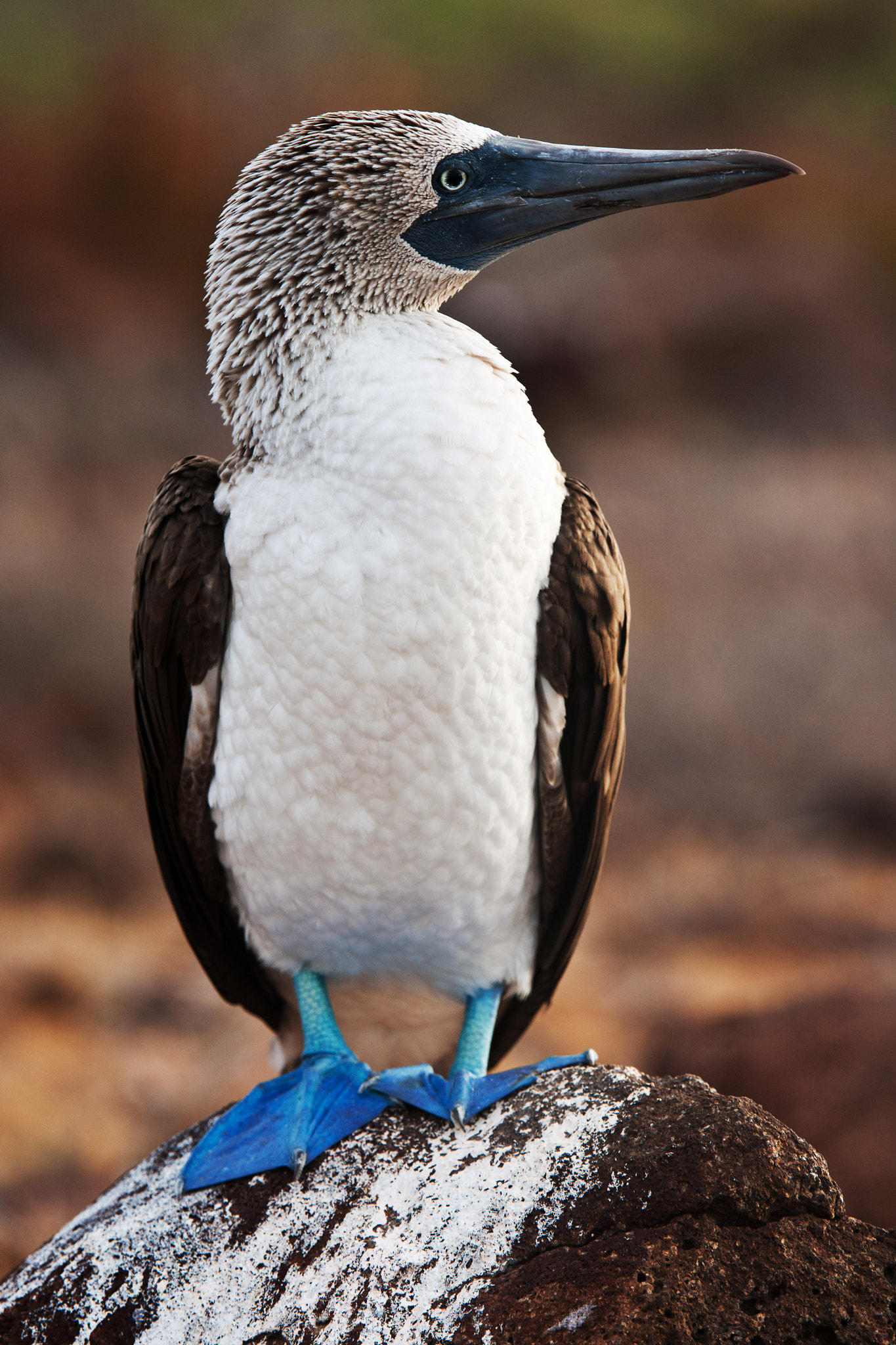 Nikon D3X + Nikon AF-S Nikkor 200-400mm F4G ED-IF VR sample photo. [ blue-footed booby ] photography