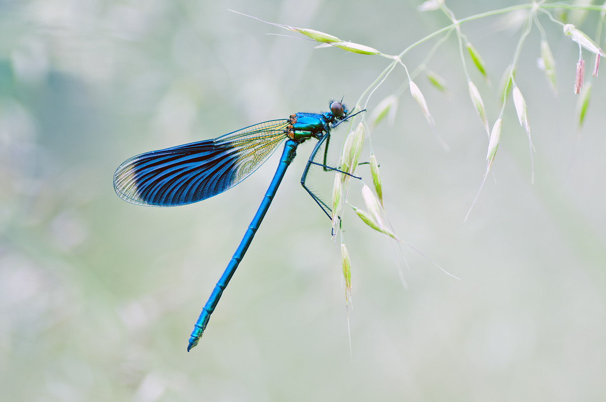 Nikon D300S sample photo. Banded demoiselle, male photography