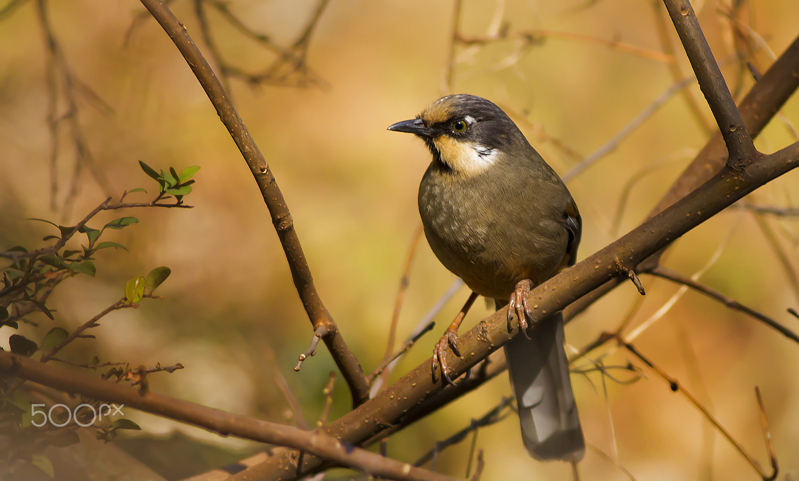 Canon EOS 7D + Canon EF 400mm F5.6L USM sample photo. Variegated laughingthrush photography