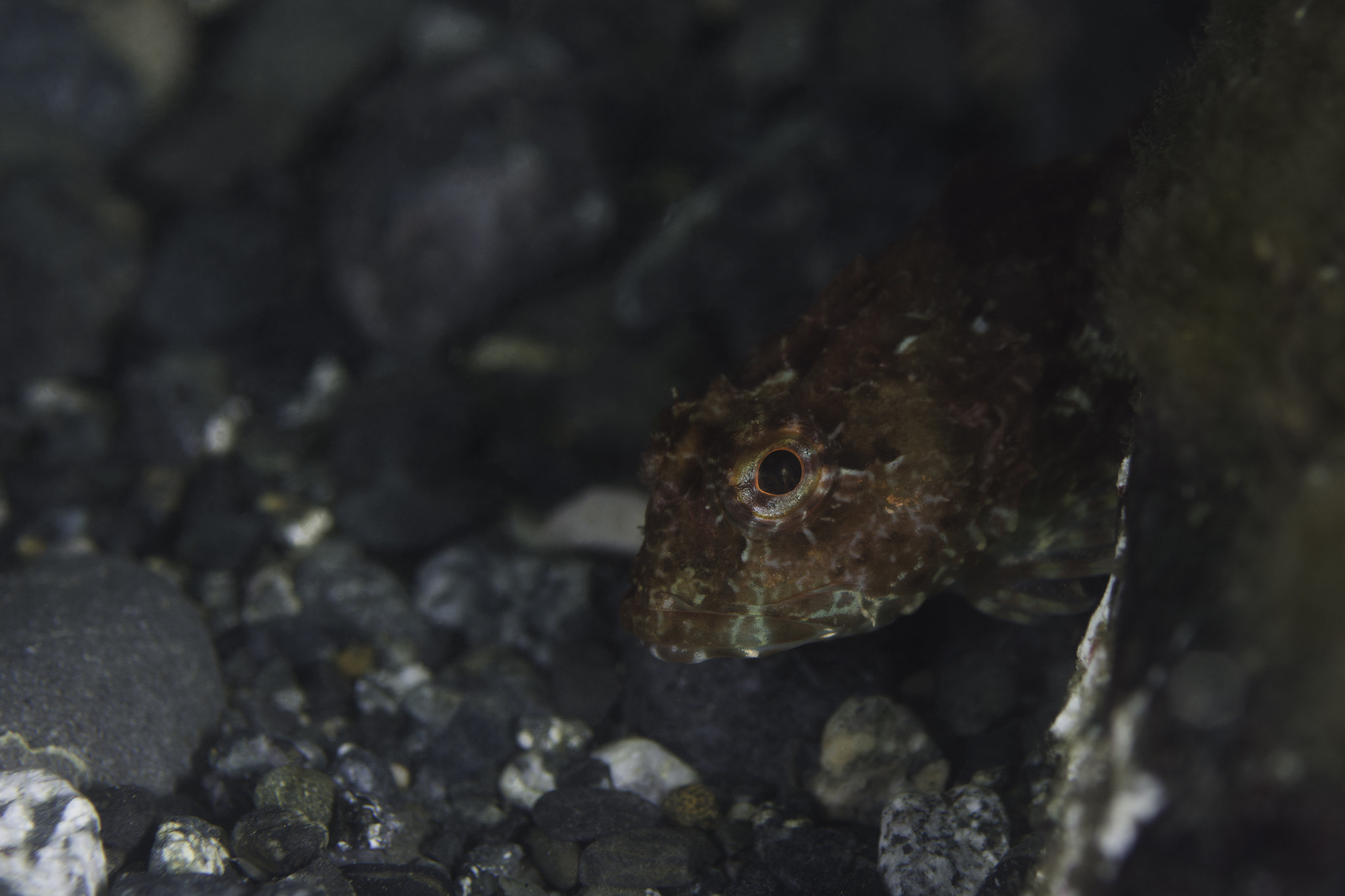 Nikon D7200 + Nikon AF Micro-Nikkor 60mm F2.8D sample photo. Scorpion fish photography
