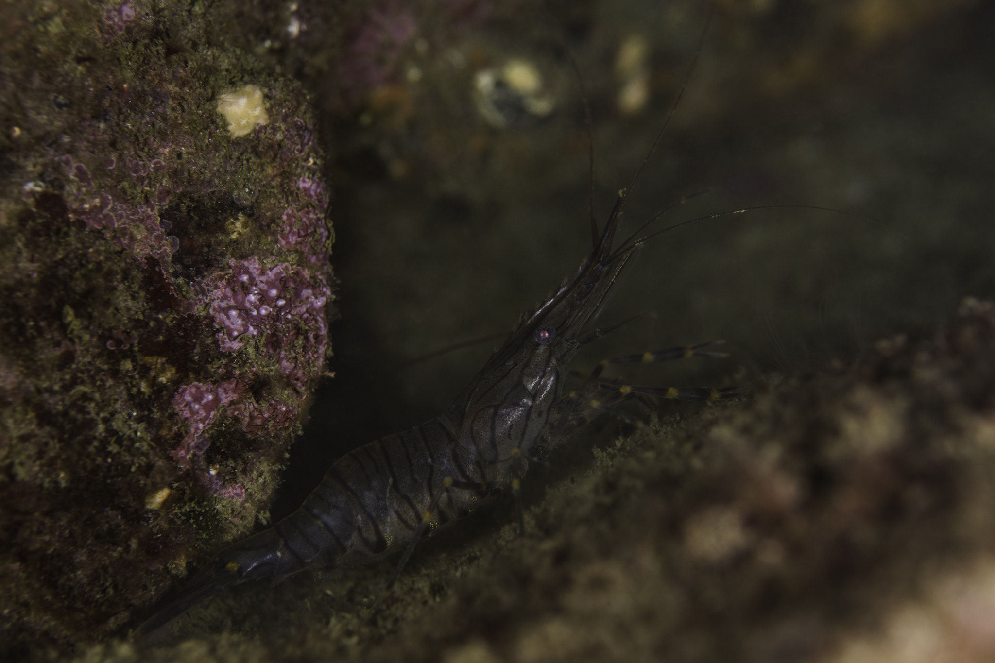 Nikon D7200 + Nikon AF Micro-Nikkor 60mm F2.8D sample photo. Shrimp photography