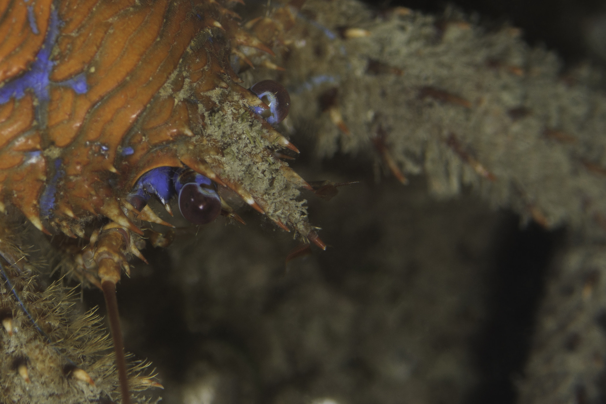 Nikon D7200 + Nikon AF Micro-Nikkor 60mm F2.8D sample photo. Spiny squat lobster photography
