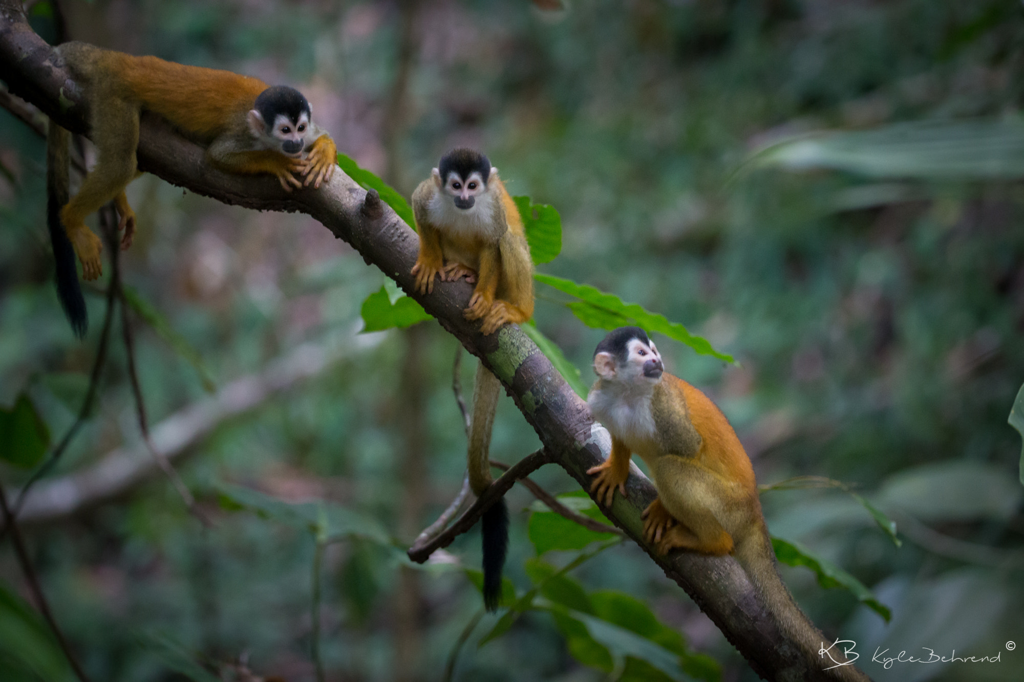 Canon EF 200-400mm F4L IS USM Extender 1.4x sample photo. Monkey see, monkey do photography