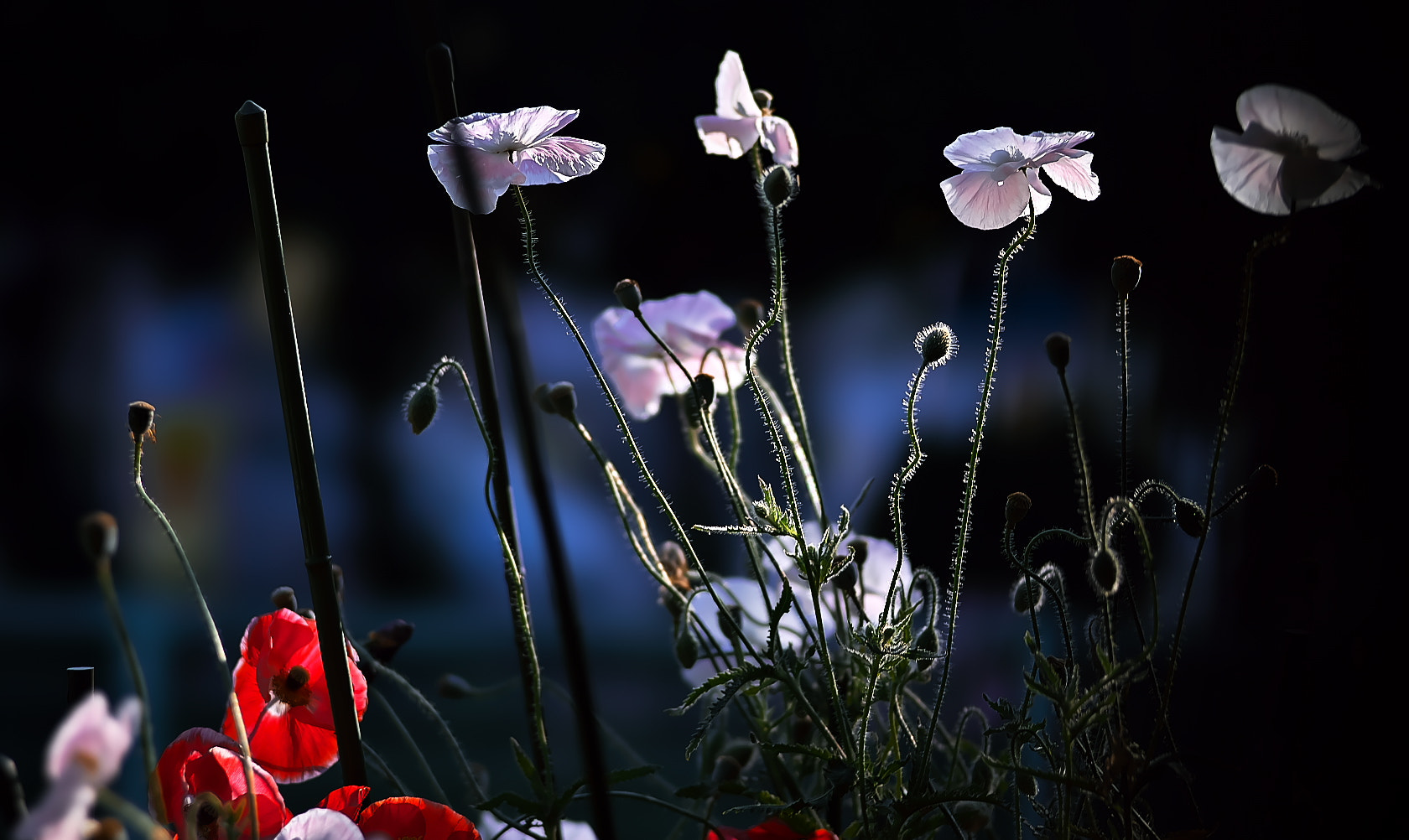 Sony a7 + 135mm F2.8[T4.5] STF sample photo. Poppy photography