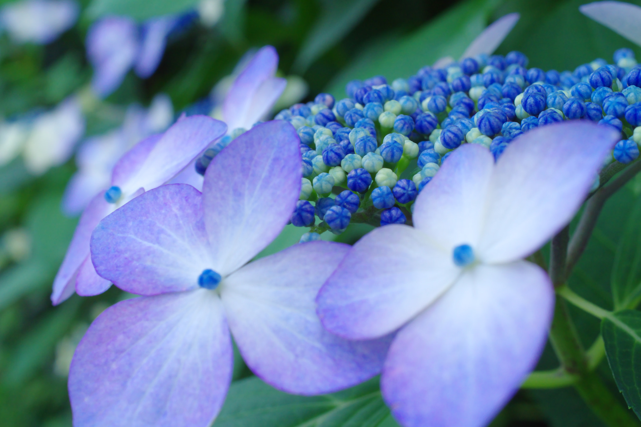 Pentax K-S1 + HD Pentax DA 35mm F2.8 Macro Limited sample photo. 紫陽花 photography