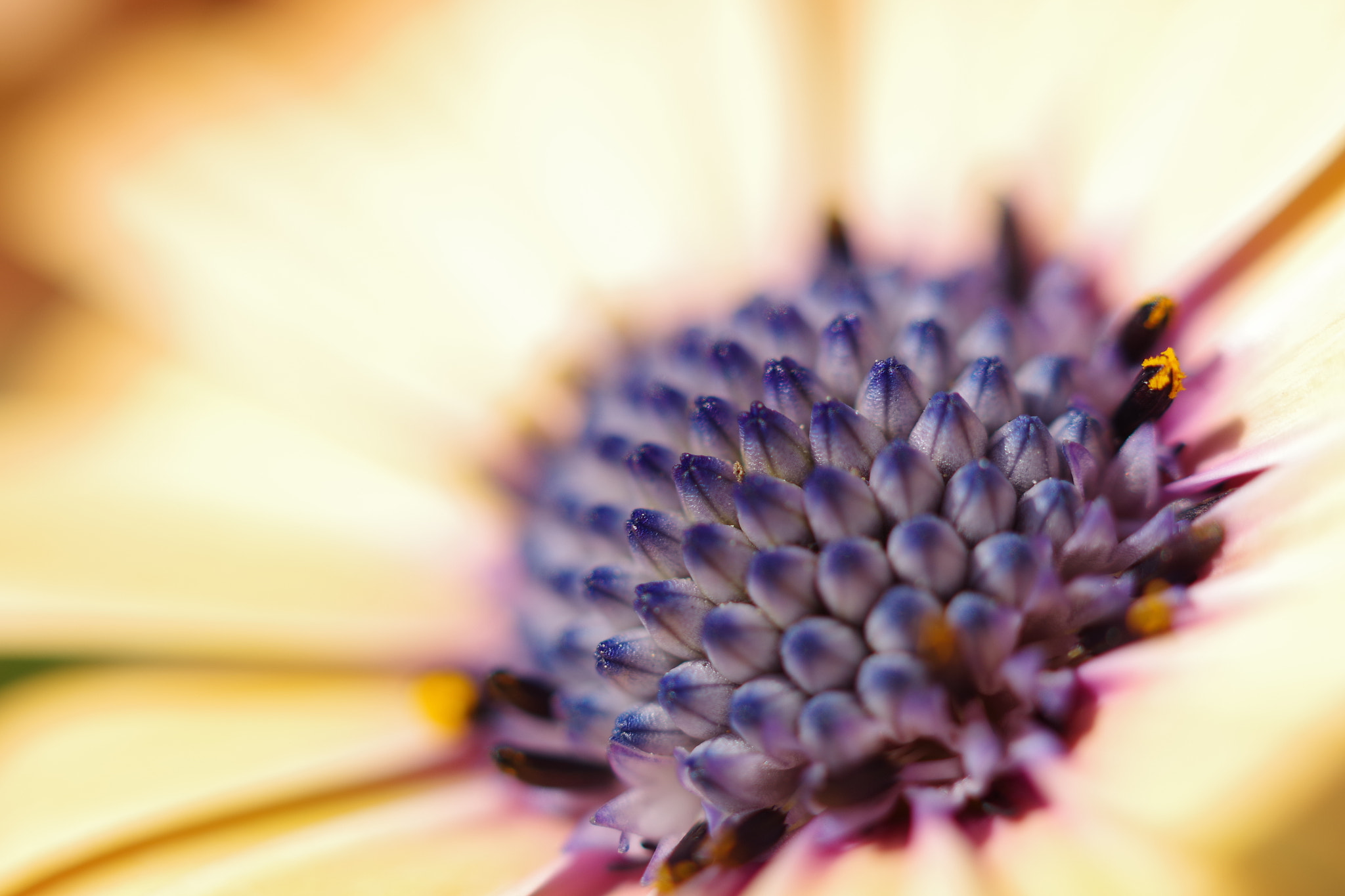 HD Pentax DA 35mm F2.8 Macro Limited sample photo. 極彩色に魅せられて photography