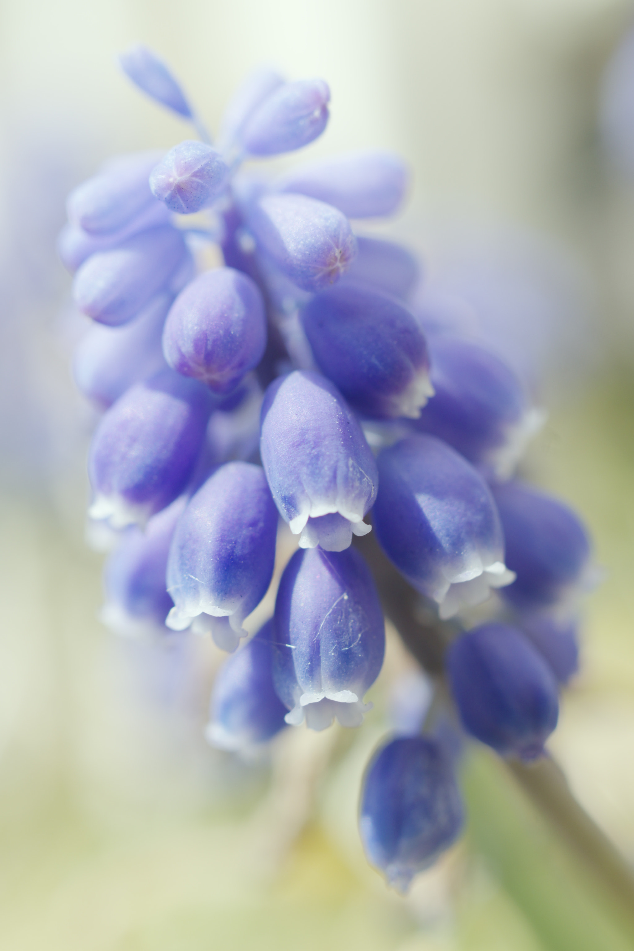 Pentax K-S1 sample photo. 明るい未来 photography