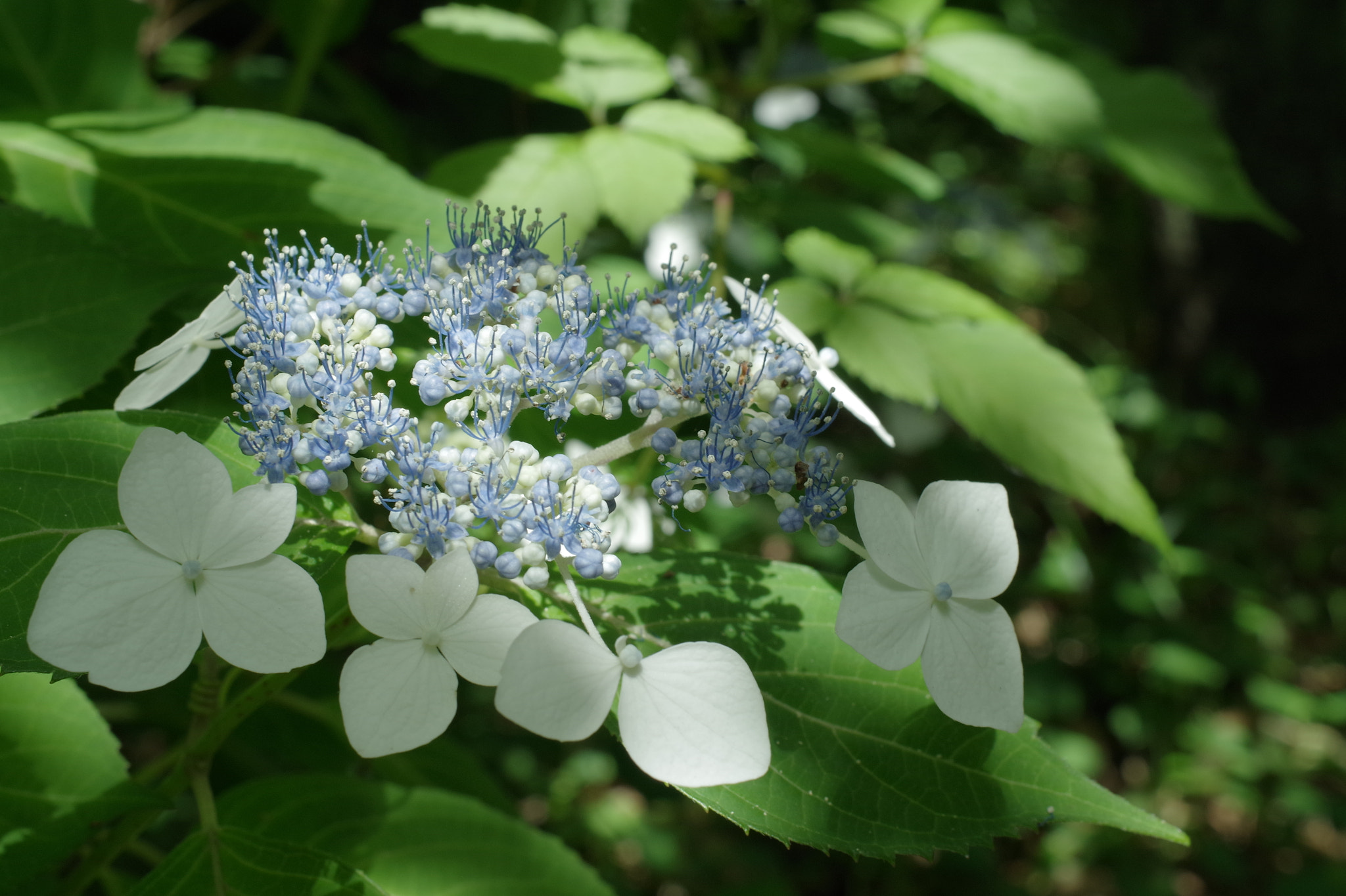 Pentax K-S1 + HD Pentax DA 35mm F2.8 Macro Limited sample photo. 謙虚 photography