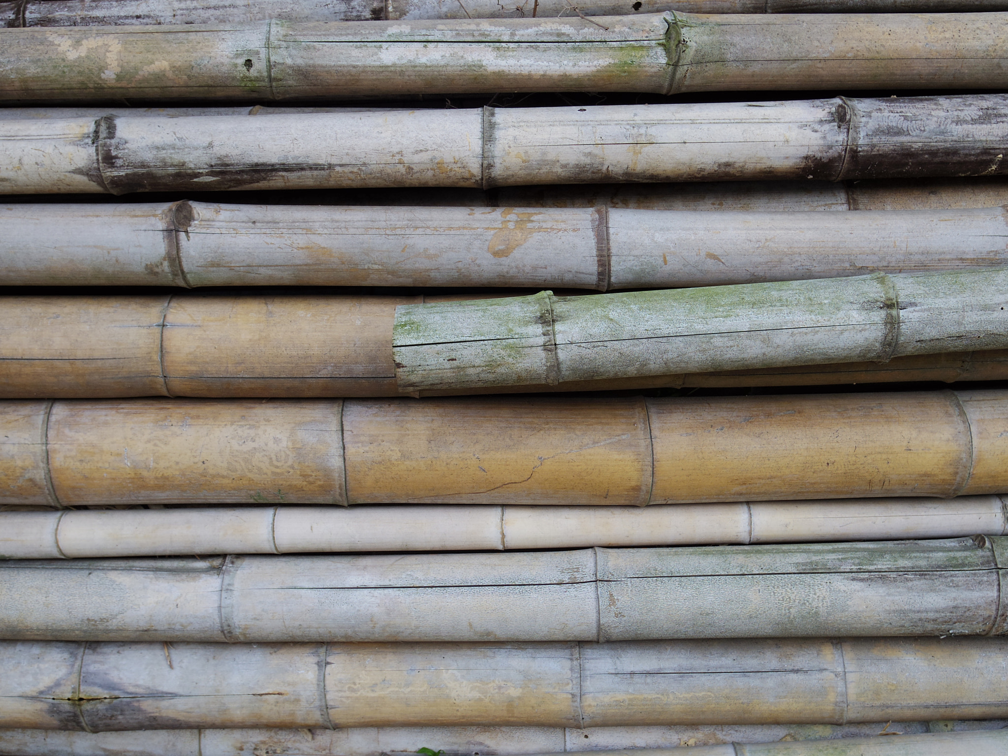 Pentax Q7 sample photo. Bamboo photography