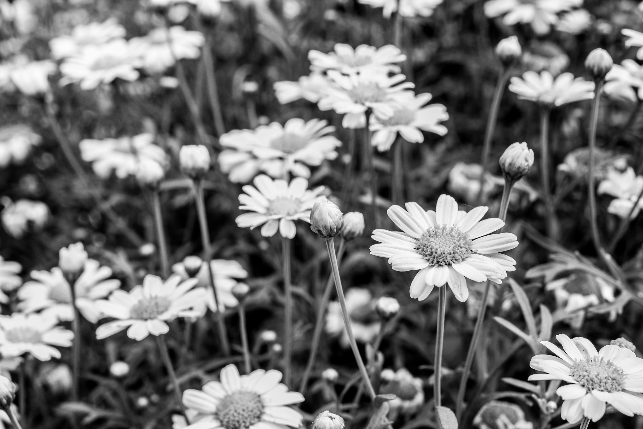 Pentax K-S1 sample photo. 想像 photography
