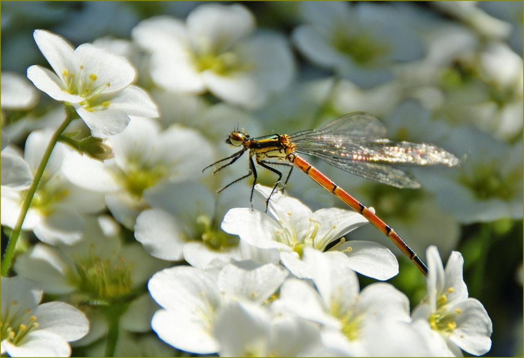 Sony Alpha DSLR-A290 sample photo. Heidelibelle – sympetrum photography