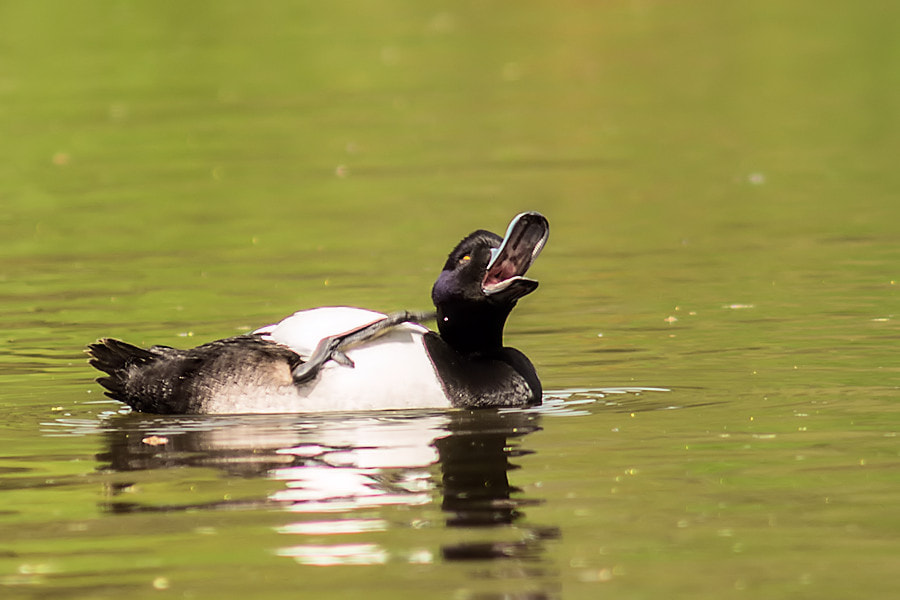 Canon EF 300mm F4L IS USM sample photo. Reiherente photography