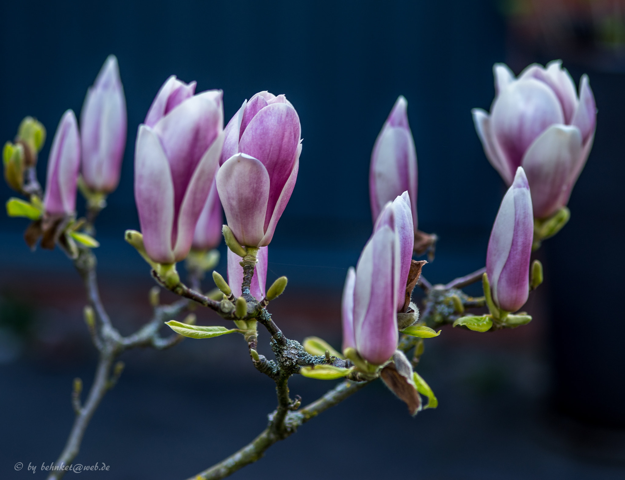 Sony a7 II + Sigma AF 105mm F2.8 EX [DG] Macro sample photo. Violet / purple photography