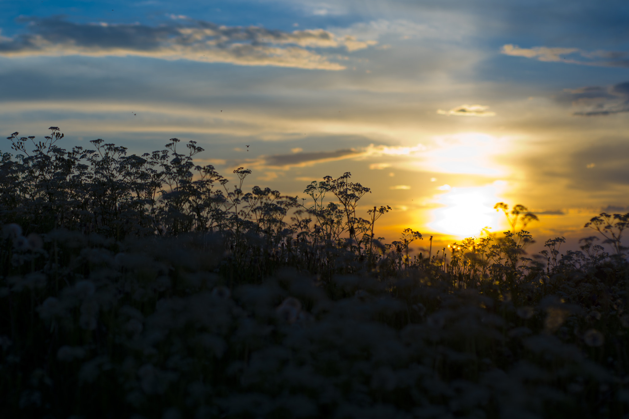 Nikon D600 sample photo. Anthriscus sylvestris photography