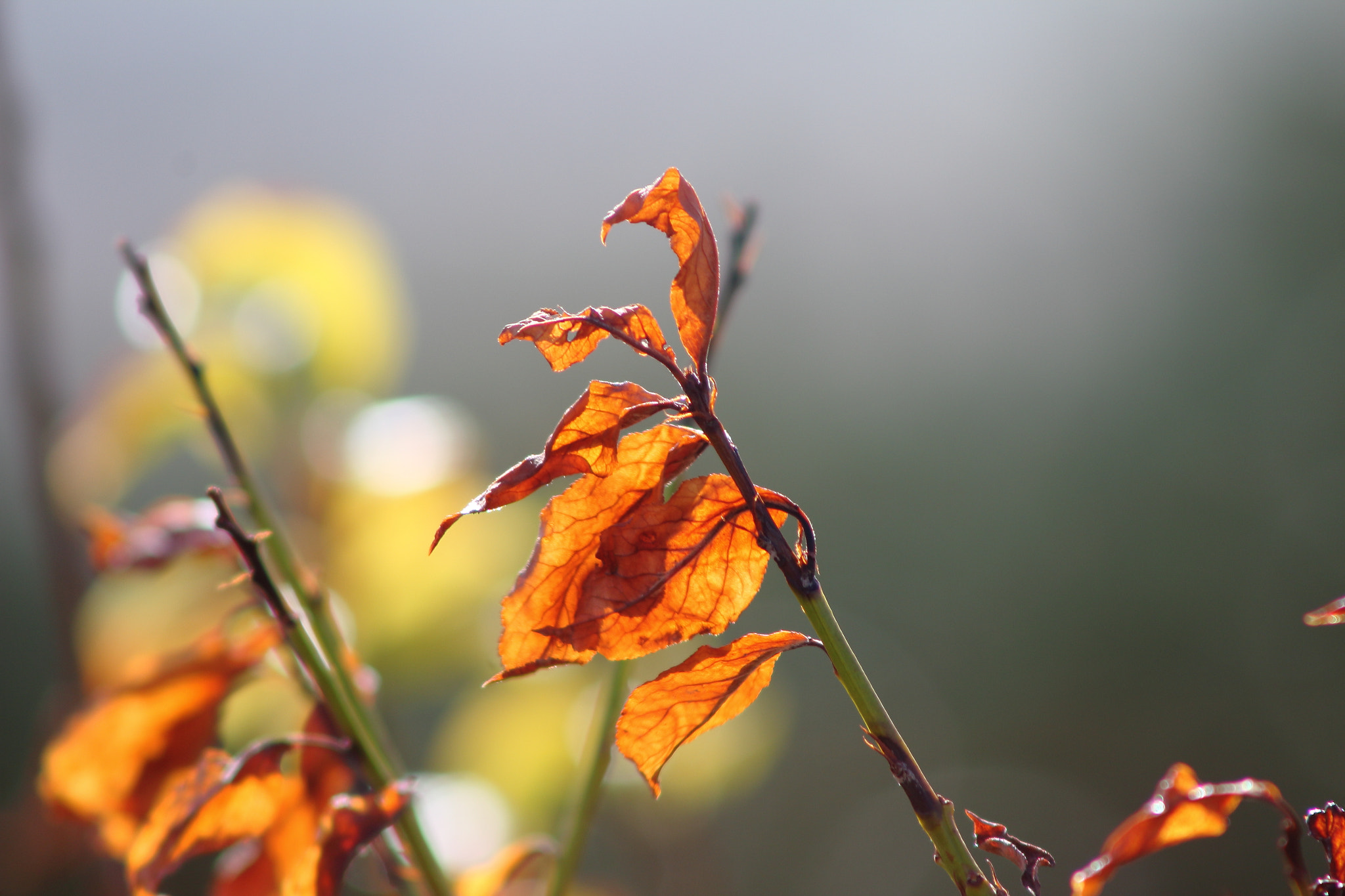 Canon EF 90-300mm F4.5-5.6 sample photo. Automne photography