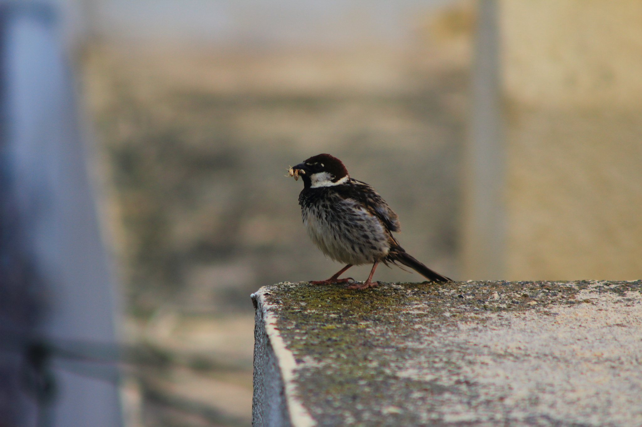 Canon EOS 1200D (EOS Rebel T5 / EOS Kiss X70 / EOS Hi) + Canon EF 90-300mm F4.5-5.6 sample photo. Bird in the rain photography