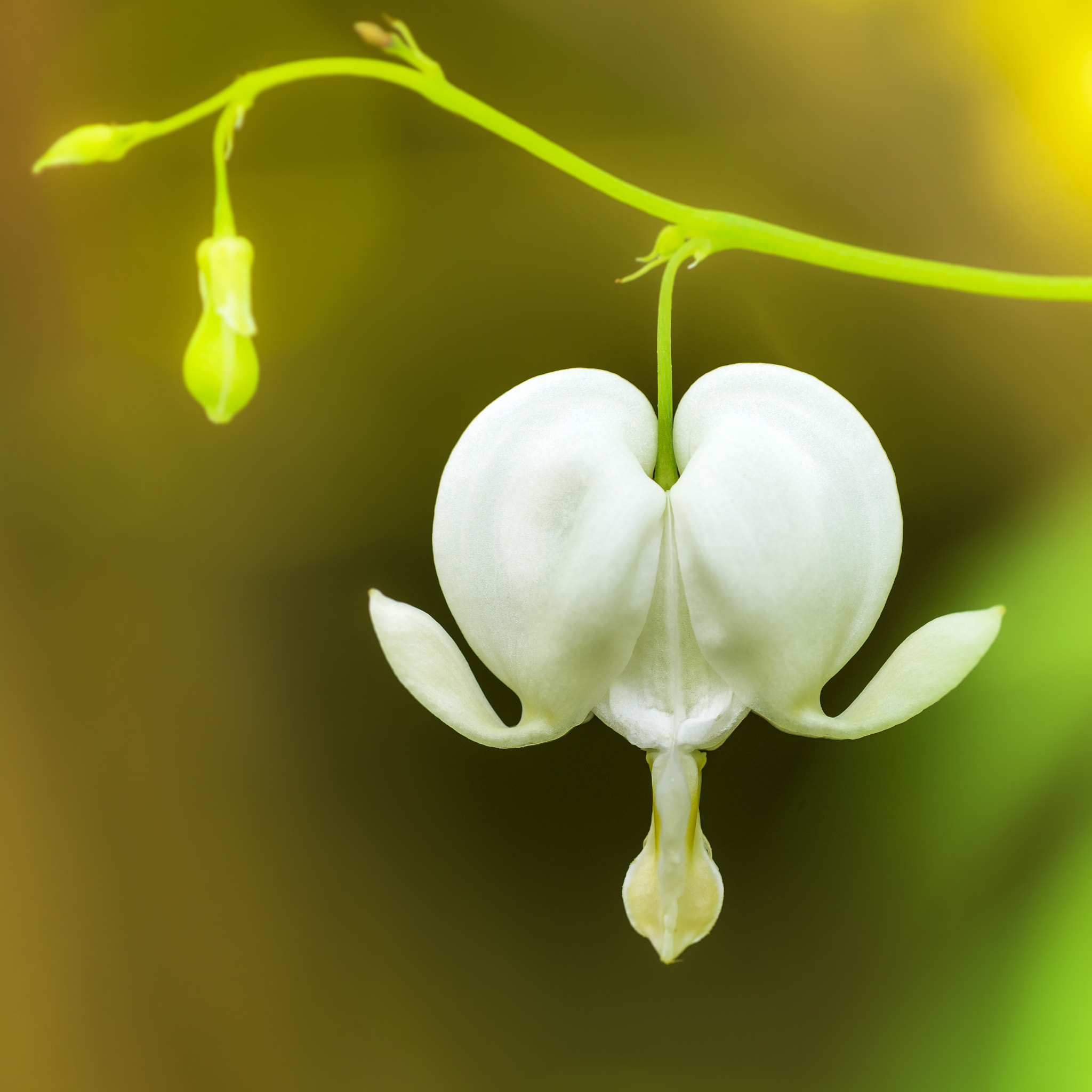 Nikon D810 + Nikon AF Micro-Nikkor 200mm F4D ED-IF sample photo. Bleeding heart photography