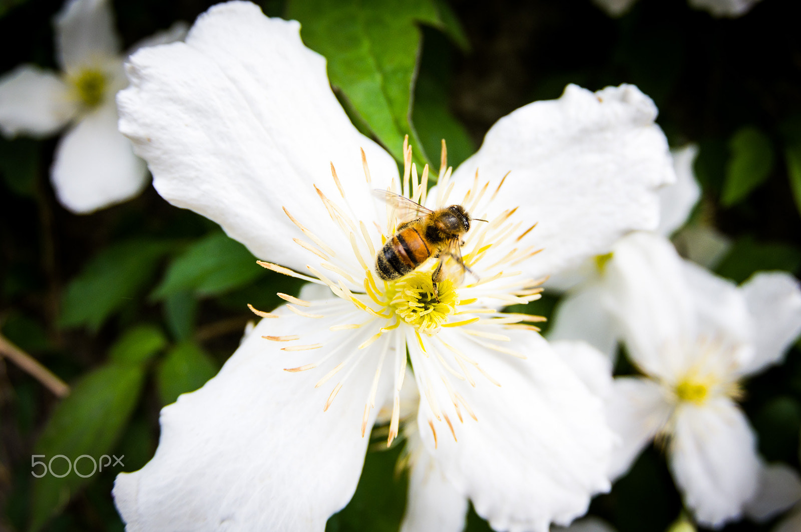 Pentax K-3 II sample photo. Bee on flower photography