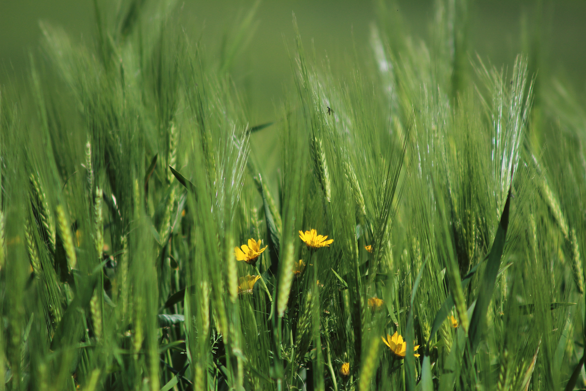 Canon EF 90-300mm F4.5-5.6 sample photo. Verdura di primavera photography