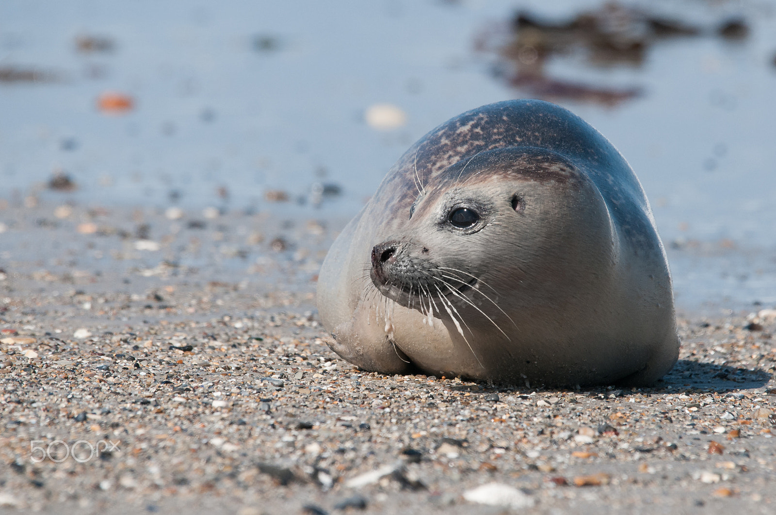 Sigma 120-400mm F4.5-5.6 DG OS HSM sample photo. Heuler am strand der helgoländer düne photography