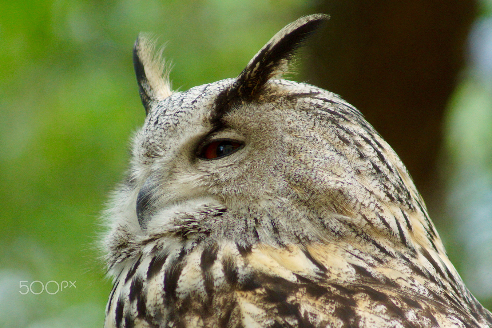 Sony 75-300mm F4.5-5.6 sample photo. Eagle-owl brief glimpse photography
