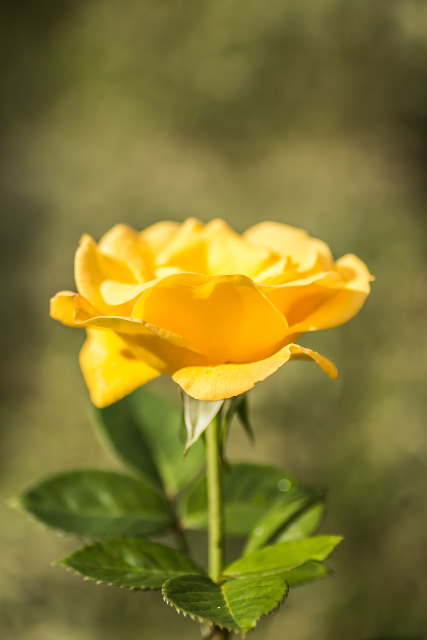 Canon EOS 700D (EOS Rebel T5i / EOS Kiss X7i) + Tamron SP AF 90mm F2.8 Di Macro sample photo. Yellow rose photography