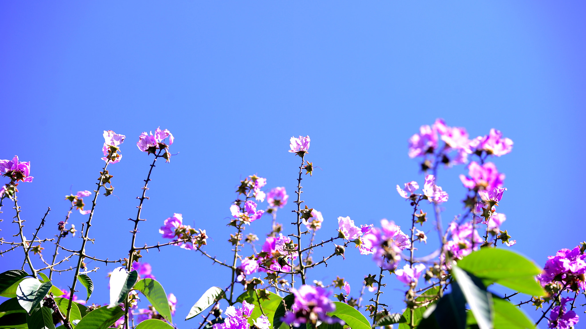 Nikon AF-Nikkor 80-200mm F2.8D ED sample photo. Queen 's crape-myrtle photography