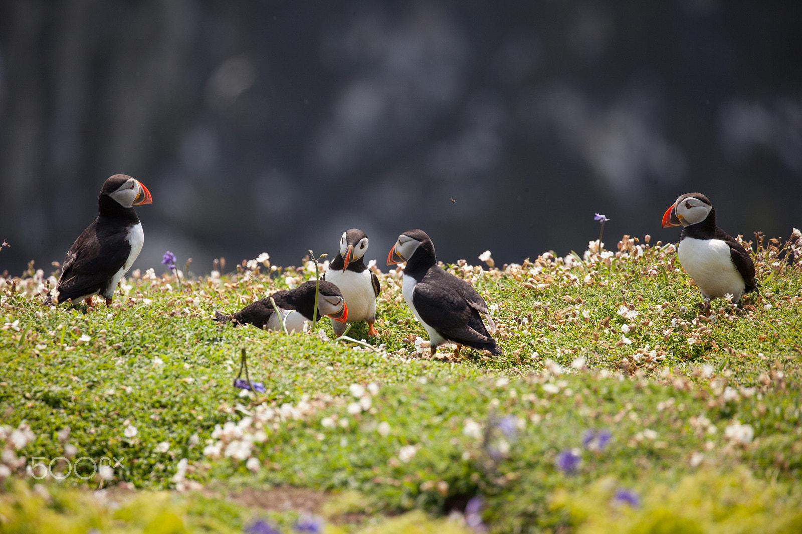 Canon EF 100-400mm F4.5-5.6L IS II USM sample photo. Puffins - the godfather photography