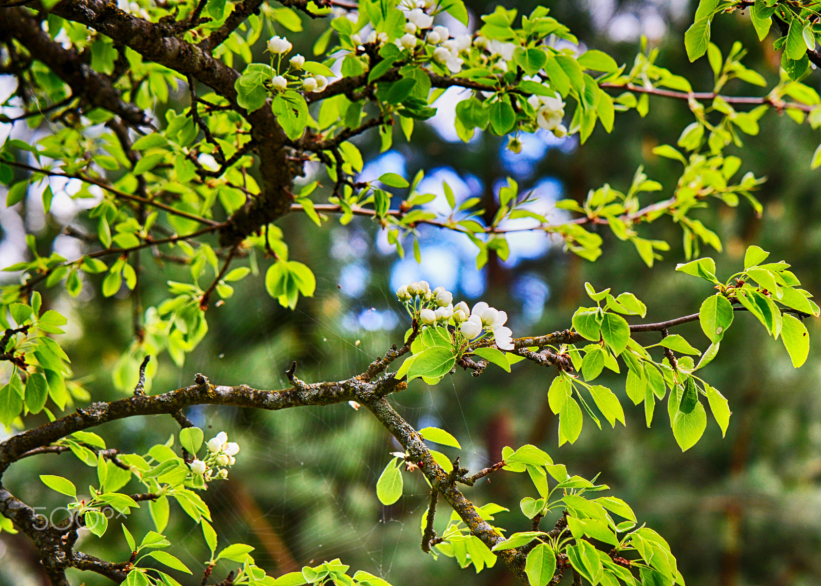 Nikon AF-S DX Micro-Nikkor 85mm F3.5G ED VR sample photo. Spider net in branches photography