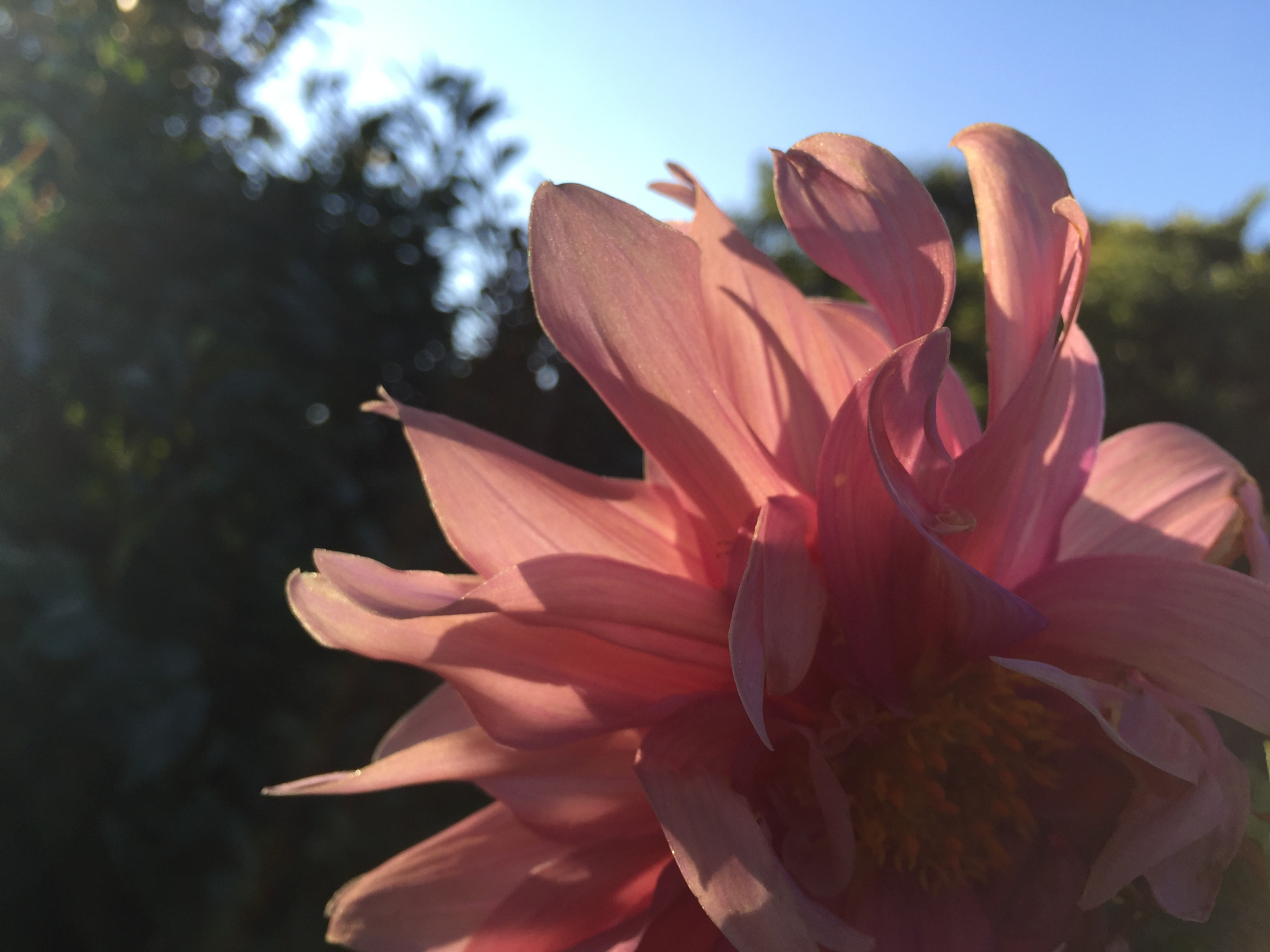 Apple iPhone7,1 sample photo. Windmill photography