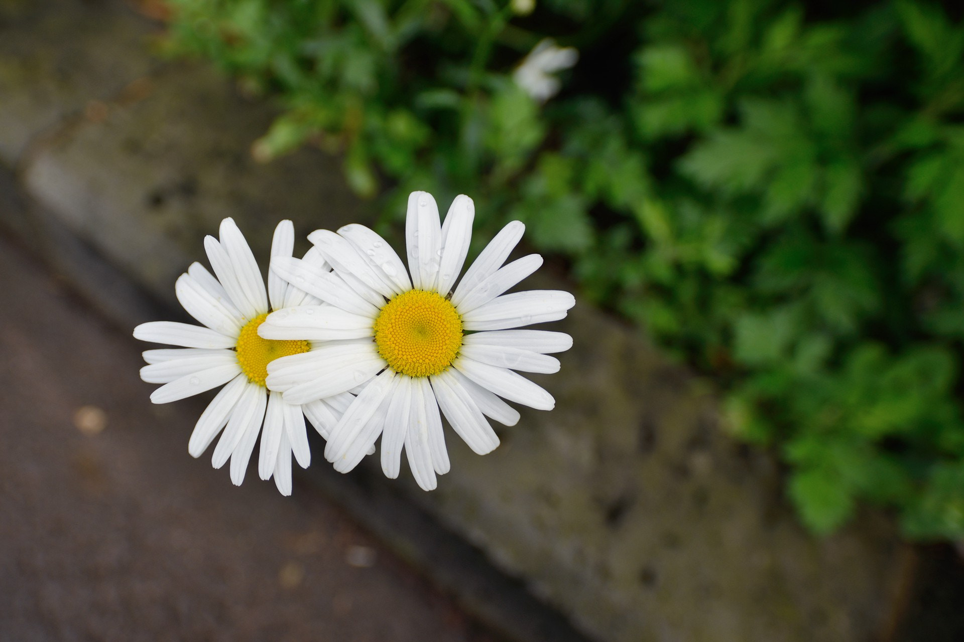 Nikon D600 sample photo. The twins photography