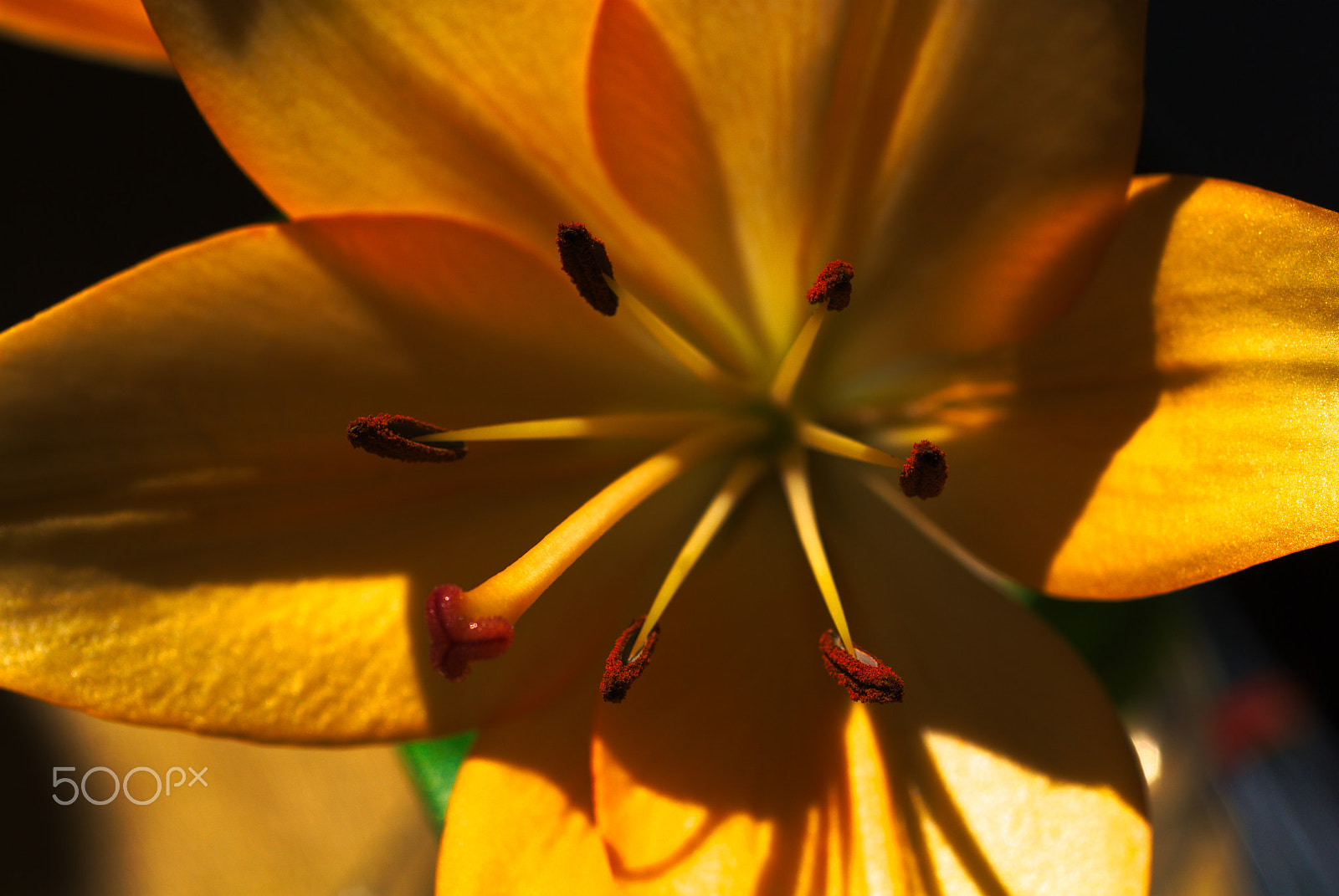 Nikon D40X + Nikon AF Micro-Nikkor 60mm F2.8D sample photo. Flowert #29 photography