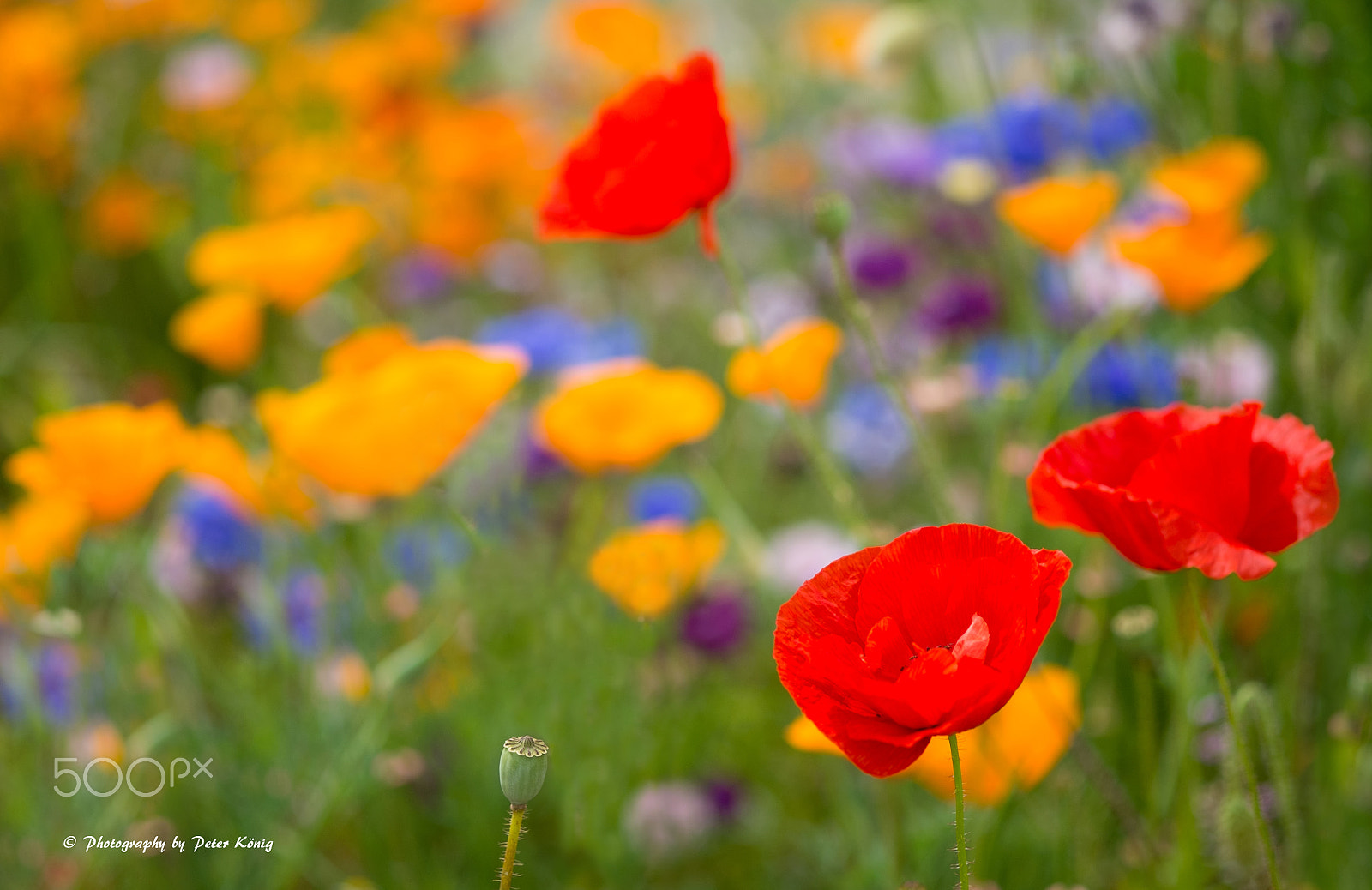 Fujifilm X-M1 + Fujifilm XF 60mm F2.4 R Macro sample photo. Poppys on flower field photography