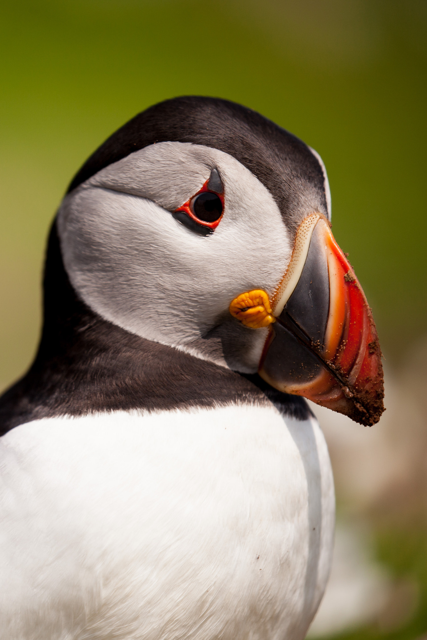 Canon EF 100-400mm F4.5-5.6L IS II USM sample photo. Puffin photography
