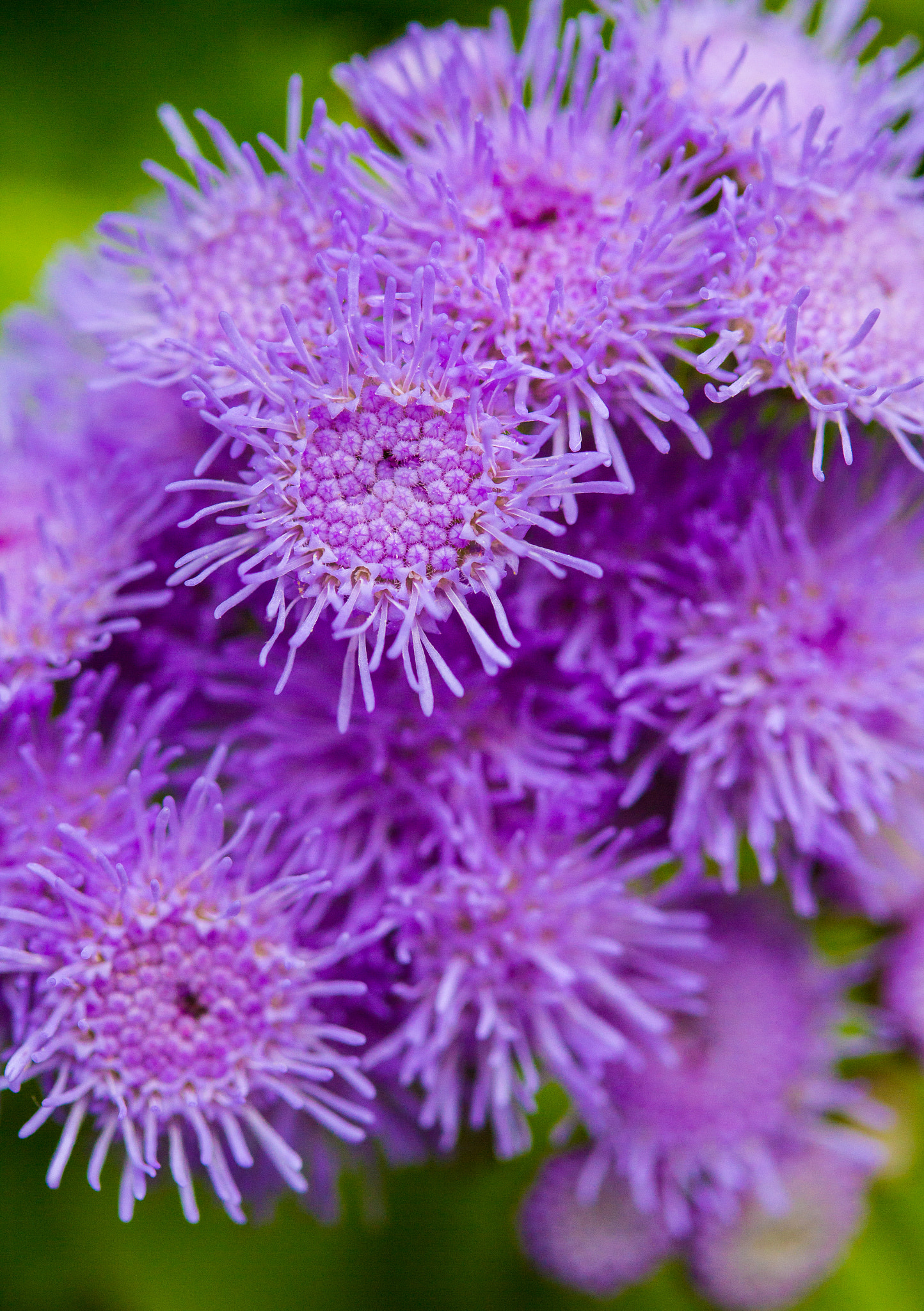 Canon EF-S 60mm F2.8 Macro USM sample photo. Purple and spiky photography