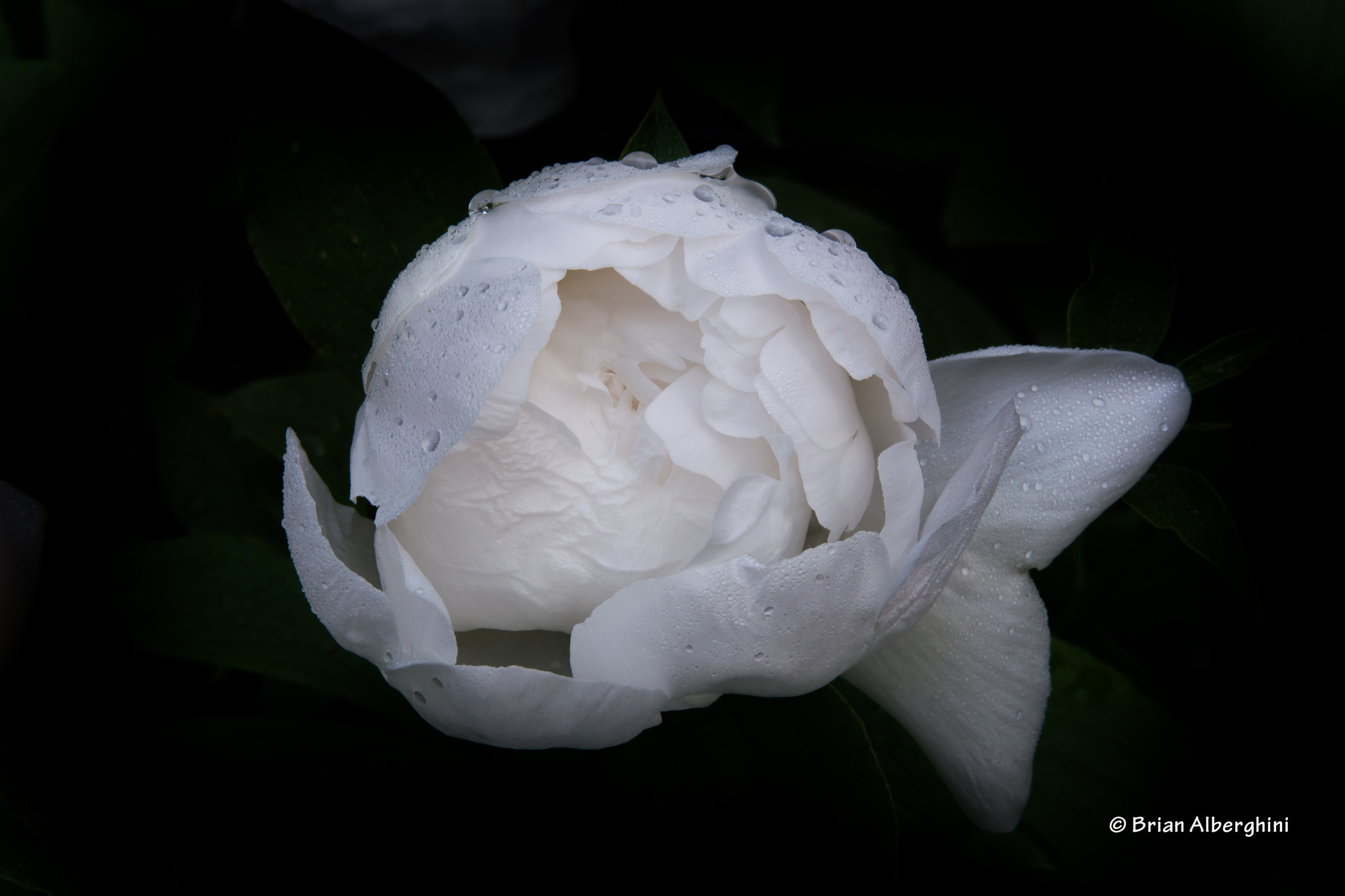 Nikon D7100 + Sigma 24-105mm F4 DG OS HSM Art sample photo. A fish called peony photography