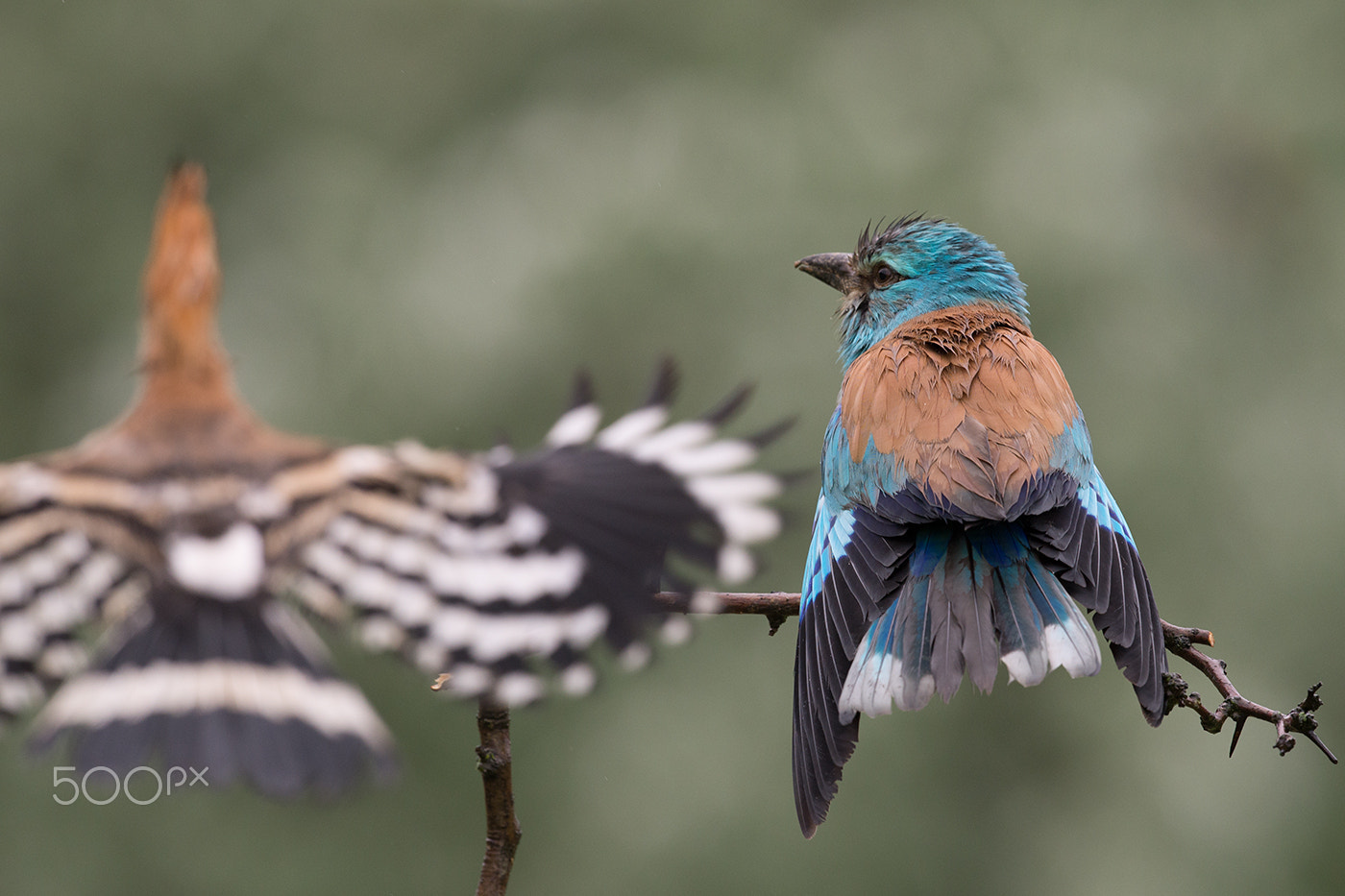 Nikon D600 + Nikon AF-S Nikkor 500mm F4G ED VR sample photo. Attack photography