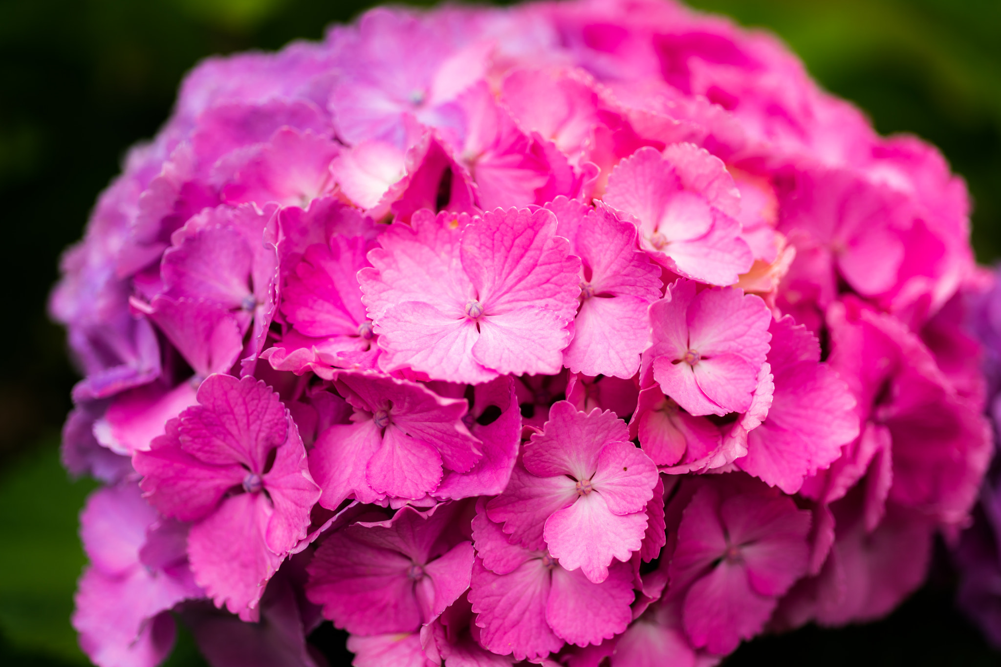 MACRO 50mm F2.8 sample photo. Closeup hydrangea photography
