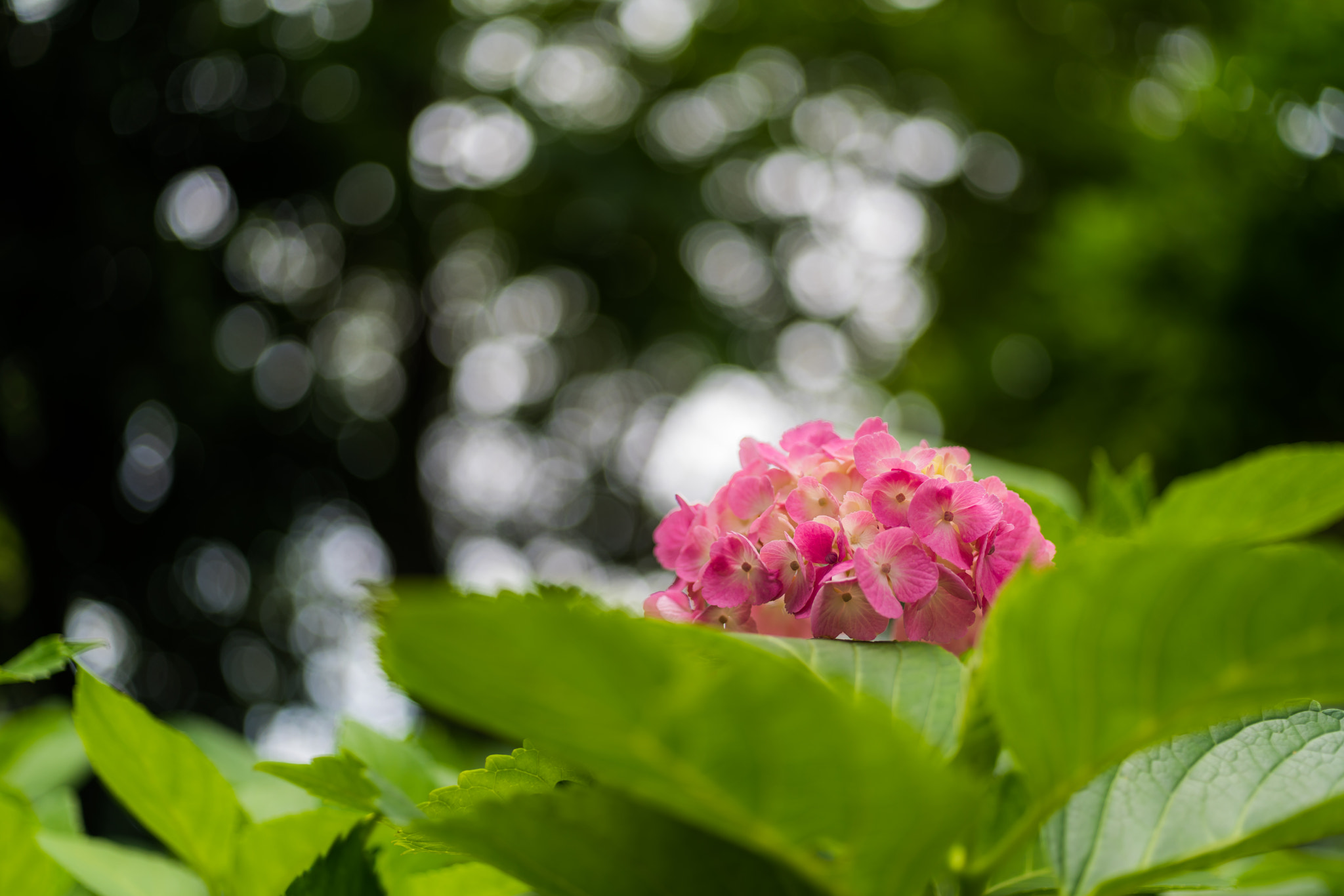 MACRO 50mm F2.8 sample photo. Hydrangea and forest light photography