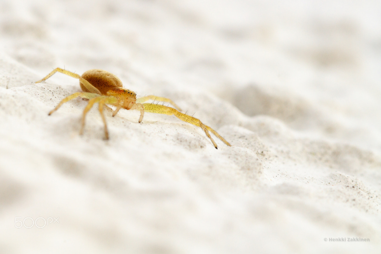 Canon EOS 7D + Sigma 105mm F2.8 EX DG Macro sample photo. Too small photography