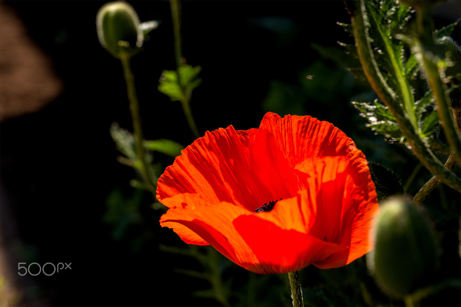 Sony a99 II + 105mm F2.8 sample photo. Poppy photography