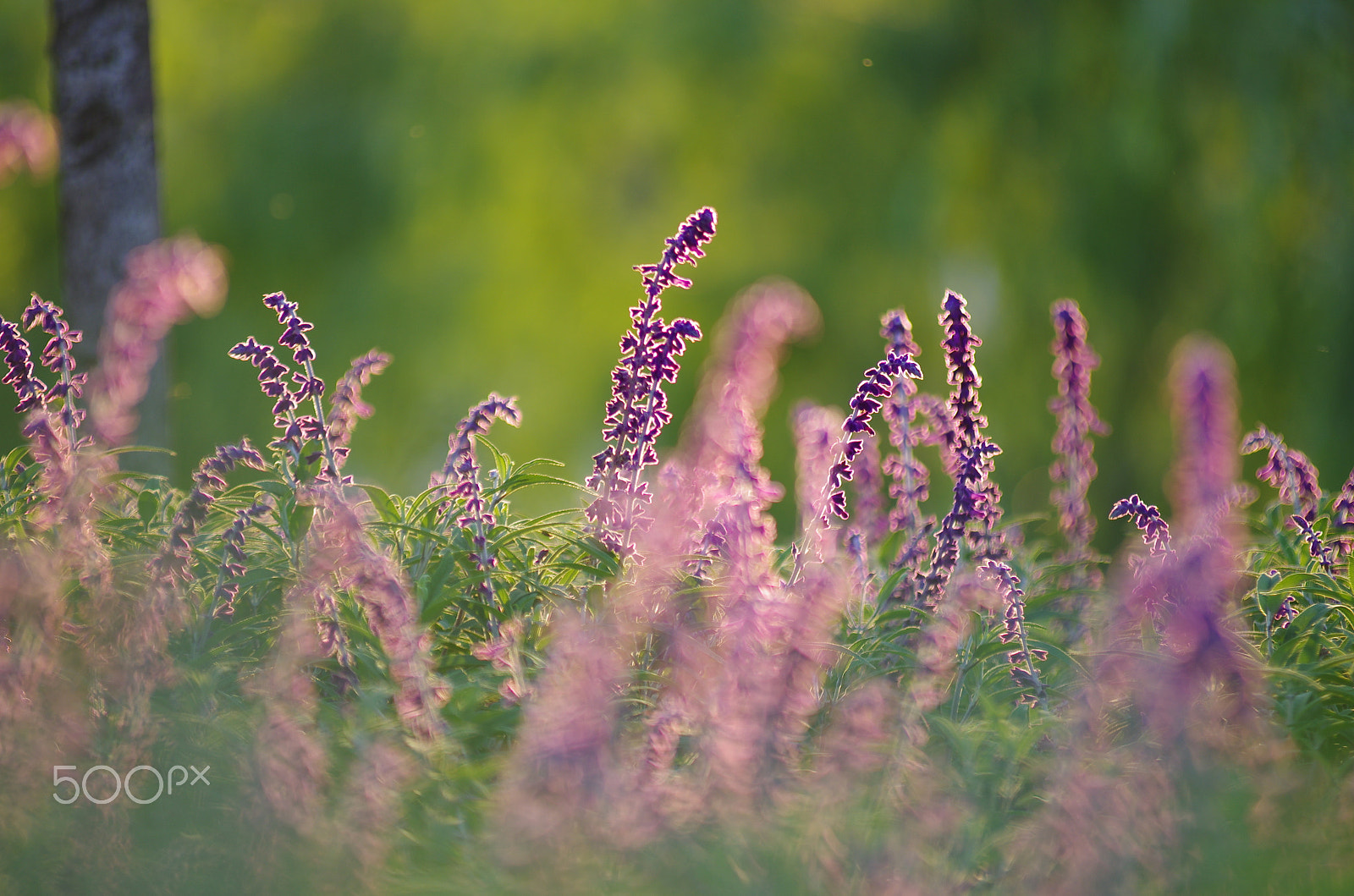 Pentax K-5 II + smc PENTAX-FA* 80-200mm F2.8 ED[IF] sample photo. 无题 photography