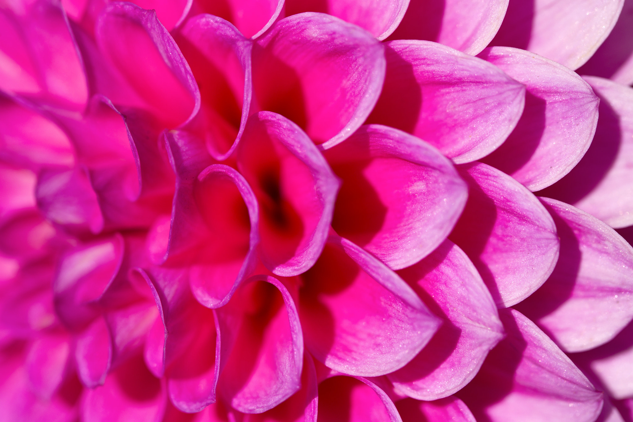 Canon EOS-1D Mark IV sample photo. Deep pink photography