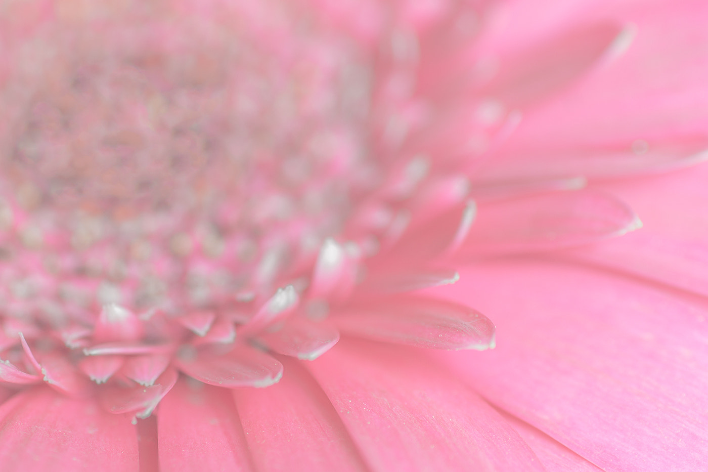Sony SLT-A77 + Minolta AF 100mm F2.8 Macro [New] sample photo. A delicate beauty photography