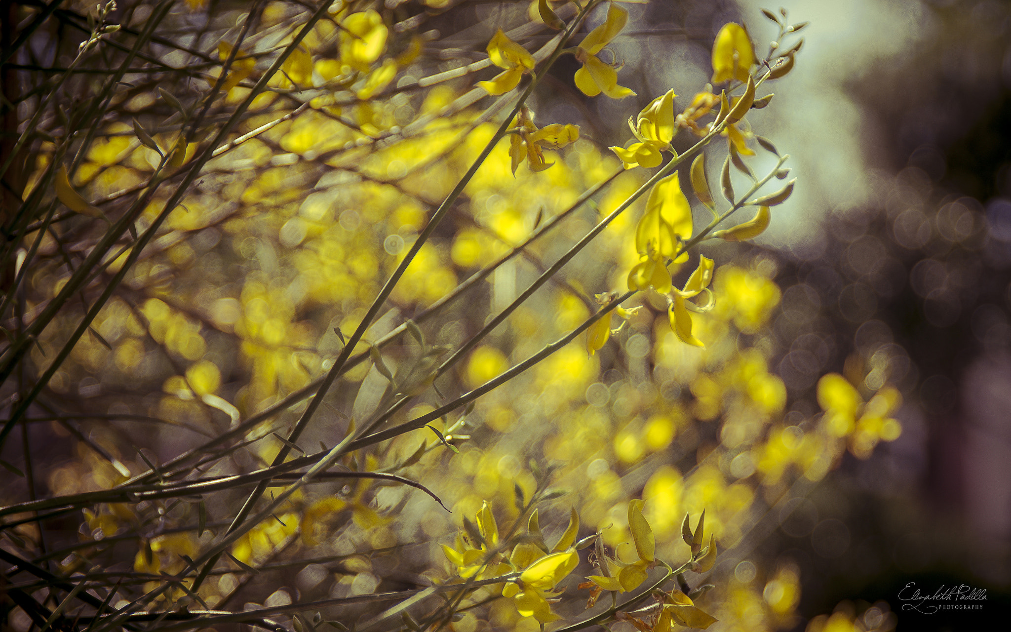 Pentax K-5 sample photo. Yellow light photography
